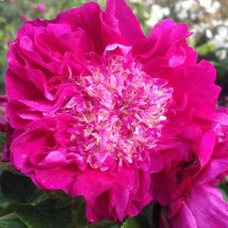 Pompom Perfume ® Pivoine