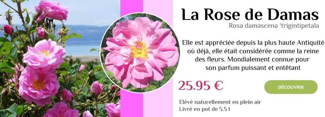 rosier ancien Rose de Damas